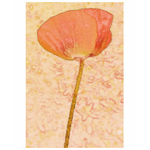 Candy orange poppy t-shirts