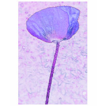 Candy purple poppy t-shirts