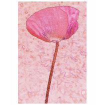 Candy red poppy t-shirts