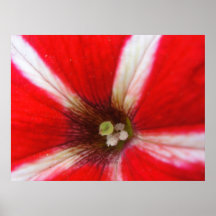 Candy Red Poster