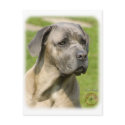 Cane Corso 8R061D-09 postcards