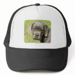 Cane Corso 8R062D-25 hats