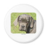 Cane Corso 8R062D-25 magnets