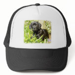 Cane Corso puppy 8R063D-18 Trucker Hats