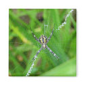 Cane spider - Big Island magnet