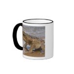 Cane Toad Rhinella marina, previously Bufo mugs