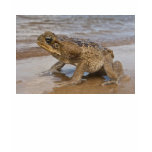 Cane Toad Rhinella marina, previously Bufo t-shirts
