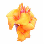 Canna Lily ~ Acrylic Photo Sculpture
