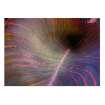 Canna Lily leaf ~ ATC