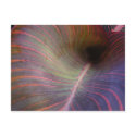 Canna Lily leaf ~ postcard