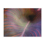 Canna Lily leaf ~ postcard