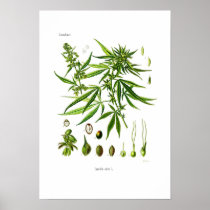 Cannabis sativa poster