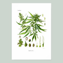 Cannabis sativa posters