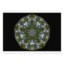 Canopy Pentagram Photograph