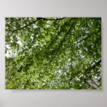 Canopy Posters