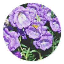 Canterbury bells, hardy common biennial flower  fl round sticker