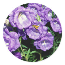 Canterbury bells, hardy common biennial flower sticker