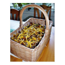 Cantharellus Tubaeformis Post Cards