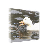 Canvas: Aylesbury Duck Stretched Canvas Print
