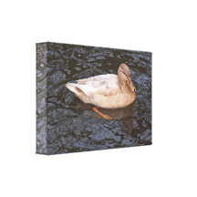Canvas; Female Mallard Duck Gallery Wrapped Canvas