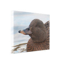 Canvas: Female Mallard Duck Gallery Wrapped Canvas