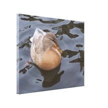 Canvas: Female Mallard Duck Stretched Canvas Print