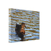 Canvas: Mallard Duck and Duckling Stretched Canvas Prints