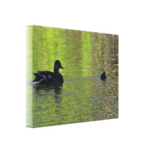 Canvas: Mallard Duck and Duckling Canvas Print