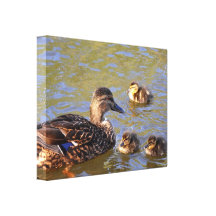 Canvas: Mallard Duck and Ducklings Canvas Prints
