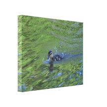 Canvas: Mallard Duckling Canvas Prints