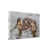 Canvas: Mallard Ducklings Gallery Wrapped Canvas