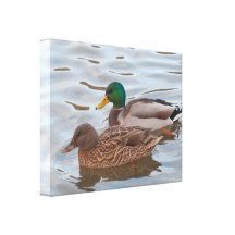 Canvas: Mallard Ducks Canvas Print