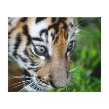 Canvas print of beautiful tiger cub 20 x 16"