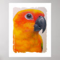 Canvas Print - Sun Conure