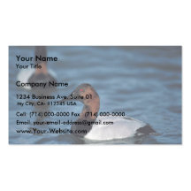 Canvasback drake business card templates