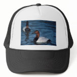 Canvasback drake hats