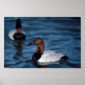 Canvasback drake posters
