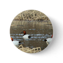Canvasback drakes pins