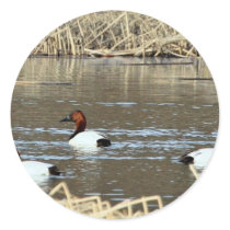 Canvasback drakes sticker