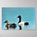 Canvasback Duck posters