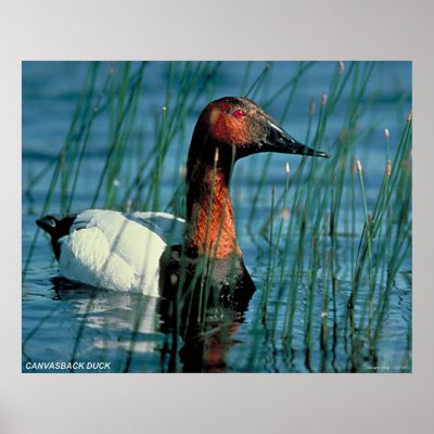 Canvasback Duck Posters by gwester
