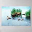 Canvasback duck posters