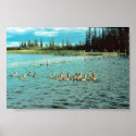 Canvasback duck posters