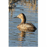 Canvasback hen photo sculptures
