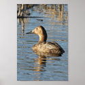 Canvasback hen posters