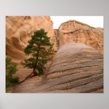 Canyon New Mexico Posters