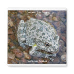 Canyon Tree Frog magnets