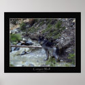 CANYON WOLF Poster posters