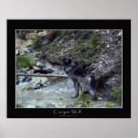 CANYON WOLF Poster posters
