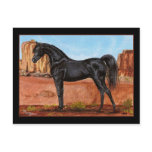 Canyon Wonder Arabian horse postcard